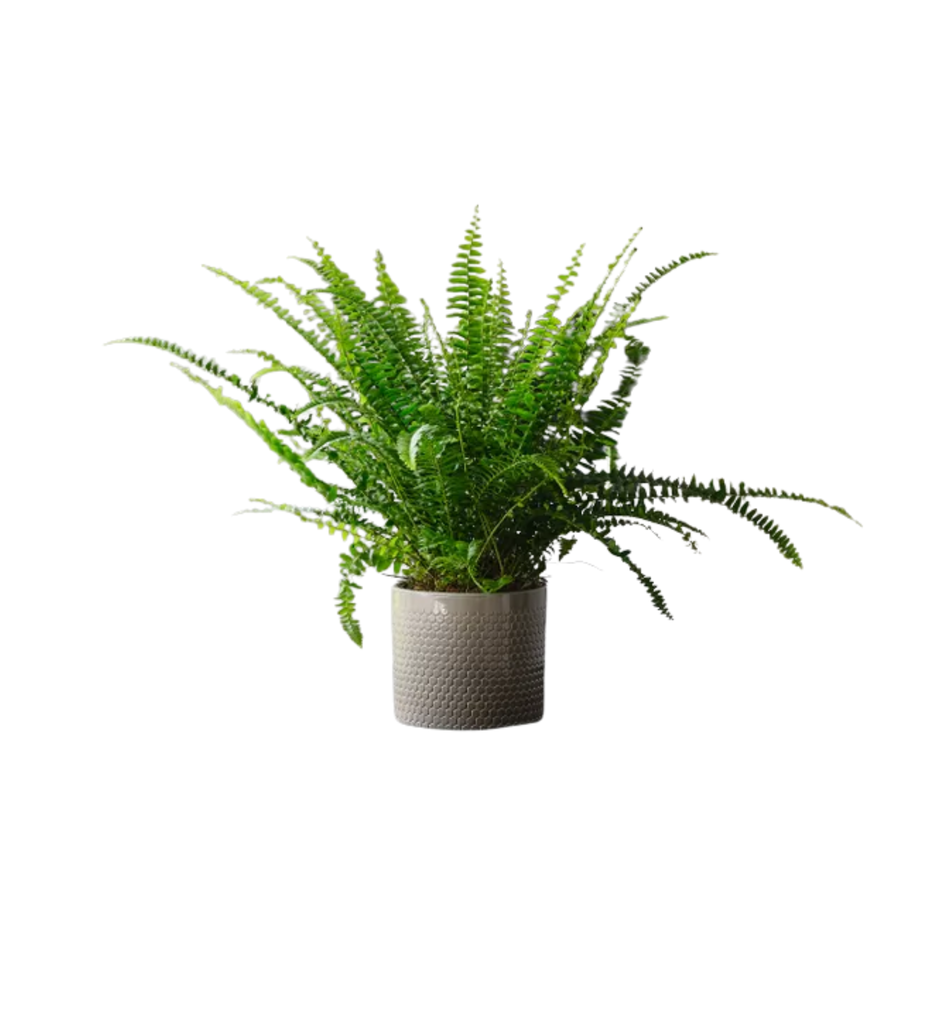 Fern House Plant